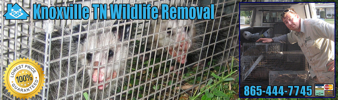 Knoxville Wildlife and Animal Removal